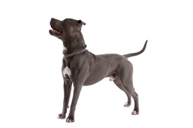 Sevimli Amerikan Staffordshire Terrier köpeği soluk soluğa ve yana bakıyor, boynuna tasma takmış beyaz stüdyo arka planında
