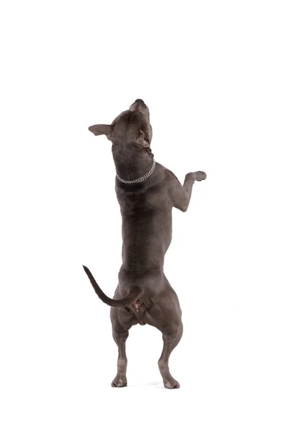 图片中 甜美的美国斯塔福德郡 Staffordshire 的猎狗 脚后跟站着跳舞 脖子上戴着皮带 背对着白色的工作室背景 — 图库照片