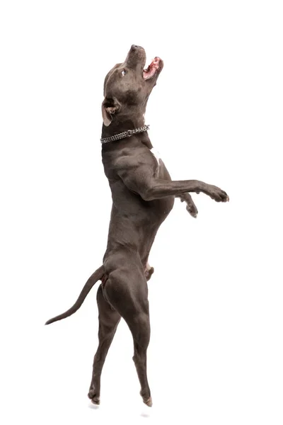 美丽的美国斯塔福德郡特瑞尔犬在白色摄影棚背景下 脖子上戴着皮带 快乐地跳舞的照片 — 图库照片