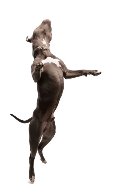 Picture Cute American Staffordshire Terrier Dog Enjoying Nice Dance Wearing — Stock Photo, Image