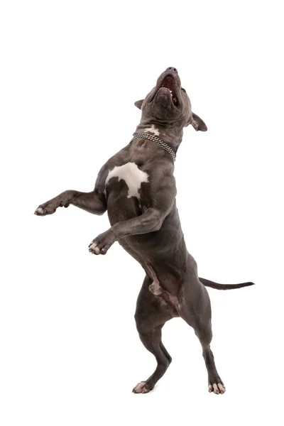 Фото Очаровательной Американской Стаффордширской Собаки Терьера Танцующей Полной Волнения Носящей — стоковое фото