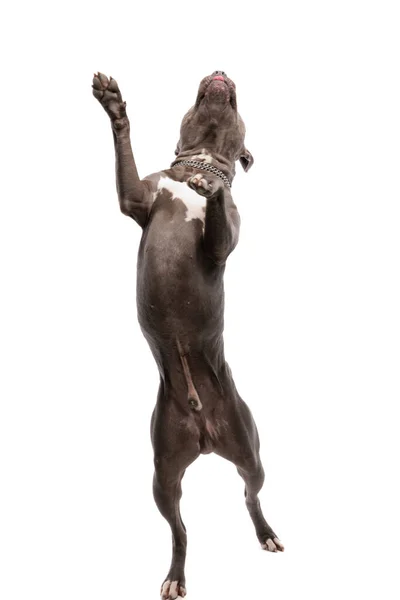 Imagen Del Dulce Perro Americano Staffordshire Terrier Bailando Mientras Sobresale —  Fotos de Stock