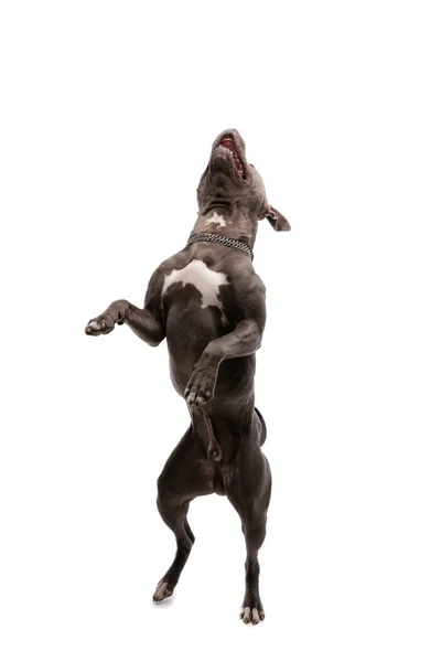 Foto Van Zoete Amerikaanse Staffordshire Terrier Hond Dansen Hardop Lachen — Stockfoto