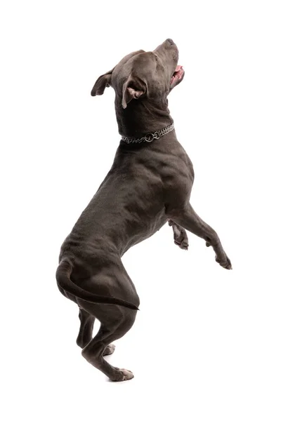 图片上 可爱的美国斯塔福德郡特瑞尔犬转过来跳舞 脖子上戴着皮带 背对着白色的摄影棚背景 — 图库照片