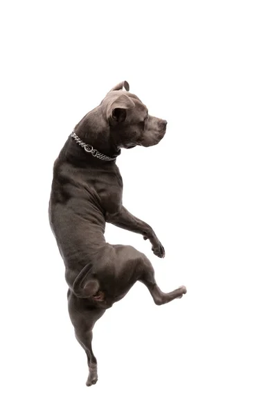 图片中 可爱的美国斯塔福德郡猎狗在一条腿上跳舞 脖子上戴着皮带 背对着白色的工作室背景 — 图库照片