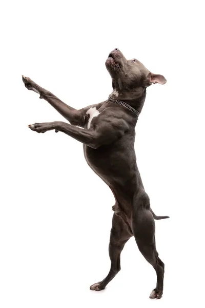 Amerika Nın Güzel Staffordshire Terrier Köpeği Arka Ayakları Üzerinde Duruyor — Stok fotoğraf