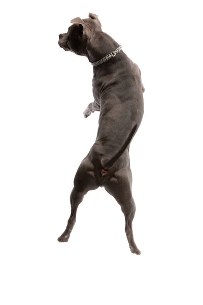 Amerikan Staffordshire Terrier Köpeğinin Beyaz Stüdyo Arka Planına Karşı Boynunda — Stok fotoğraf