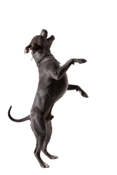 图片中 可爱的美国斯塔福德郡猎狗用后腿跳舞 脖子上戴着皮带 背对着白色的摄影棚背景 — 图库照片