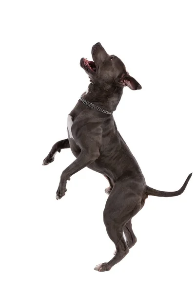图片中 可爱的美国斯塔福德郡猎狗兴奋地跳着舞 脖子上戴着皮带 背对着白色的工作室背景 — 图库照片