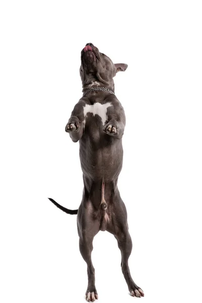 美しいアメリカン スタッフォードシャー テリアの写真白いスタジオの背景に首に紐をつけて 後ろ足とパンティングで踊る犬 — ストック写真