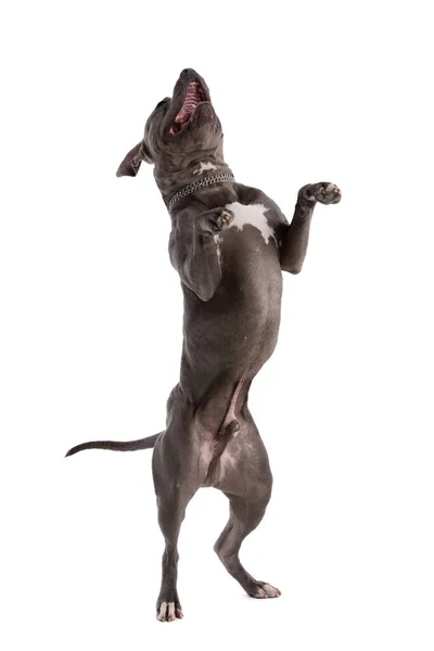 Tatlı Amerikan Staffordshire Terrier Köpeğinin Resmi Yüksek Sesle Gülüyor Dans — Stok fotoğraf