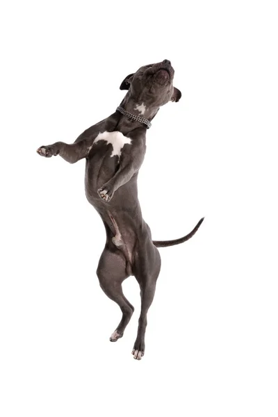 美しいアメリカン スタッフォードシャー テリアの写真白いスタジオの背景に首に紐をつけて横から横に踊る犬 — ストック写真