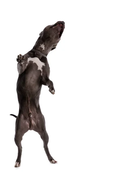 Imagen Del Dulce Perro Americano Staffordshire Terrier Pasándola Bien Bailando —  Fotos de Stock