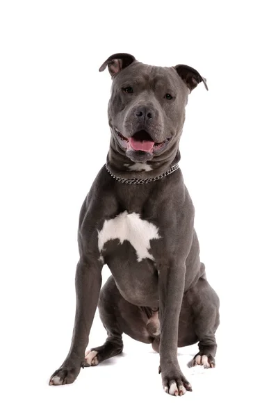 美丽的美国斯塔福德郡特瑞尔犬坐在那里 伸出舌头 脖子上戴着皮带 背对着白色的摄影棚背景 — 图库照片