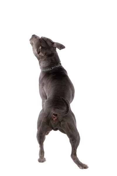 Amerikan Staffordshire Terrier Köpeğinin Beyaz Stüdyo Arka Planına Karşı Boynuna — Stok fotoğraf