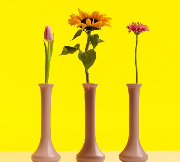 Příroda Tematický Obrázek Krásné Sedmikrásky Tulipán Slunečnice Květiny Stojící Vedle — Stock fotografie