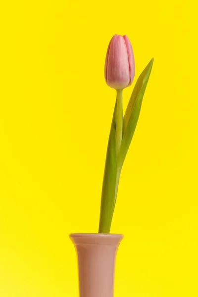 自然をテーマにした美しいピンクのチューリップが黄色の背景を持つ鍋に立つ — ストック写真