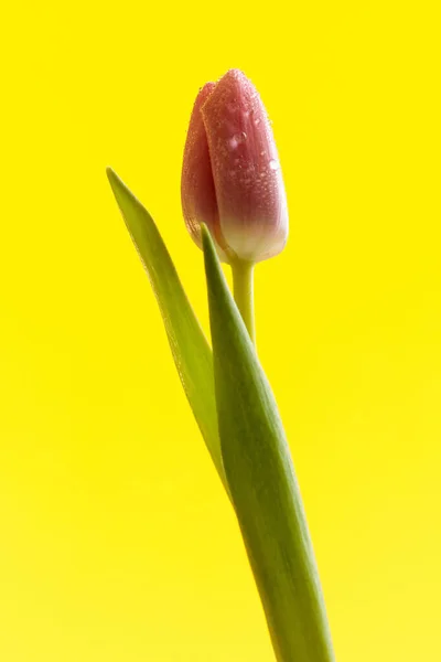 Nature Themed Picture Wonderful Pink Tulip Full Water Drops Yellow — Stock Photo, Image