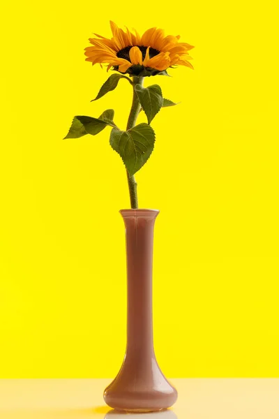 Pretty Yellow Sunflower Standing Pot Yellow Background — Stock Photo, Image