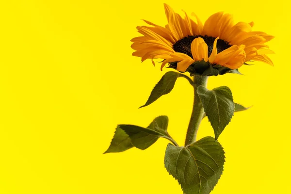 Mooie Gele Zonnebloem Poseren Een Pot Tegen Gele Achtergrond — Stockfoto