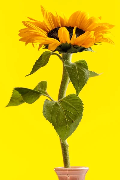 Natuur Themafoto Van Prachtige Gele Zonnebloem Met Grote Bladeren Volle — Stockfoto