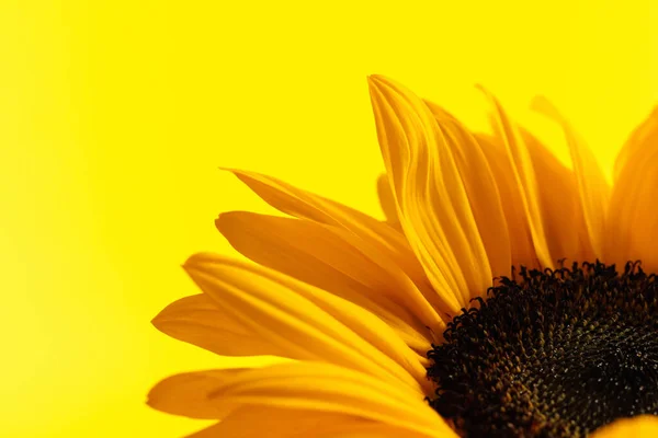 Natuur Themafoto Van Mooie Gele Zonnebloem Met Grote Volle Bloemblaadjes — Stockfoto