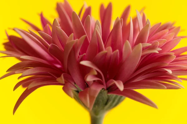 大自然的主题图片 美丽的粉色天琴座 用黄色背景下的花瓣填满了整个框架 — 图库照片