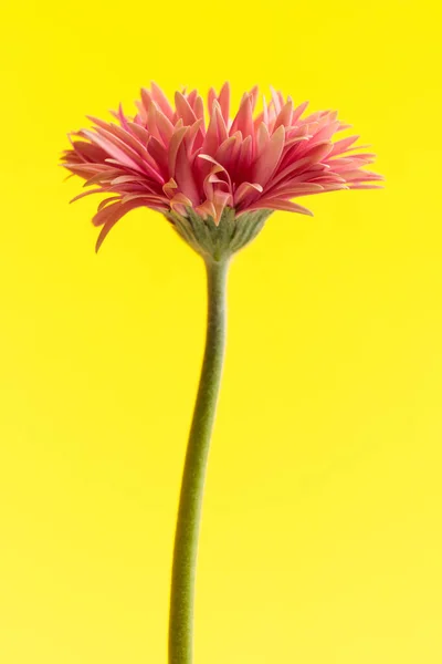 자연은 노란색 배경에 아름다운 분홍빛 데이지의 아름다운 사진을 주제로 — 스톡 사진