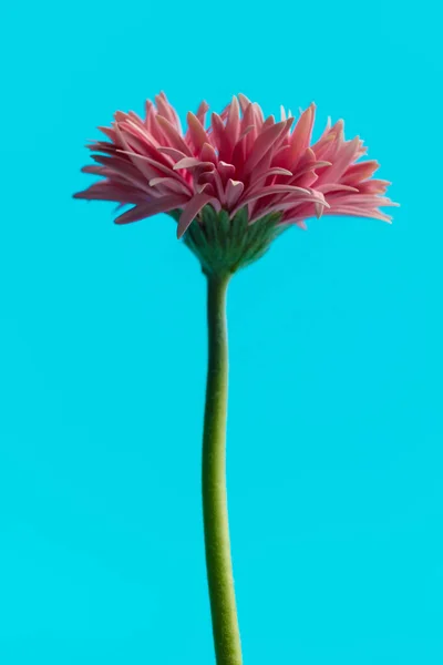 在蓝色背景下做艺术的奇妙的粉色德国菊花 — 图库照片