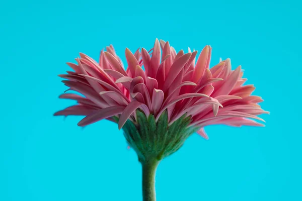 Красива Рожева Гербера Рожева Квітуча Синьому Фоні — стокове фото