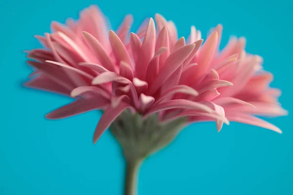 Doğa Temalı Güzel Pembe Gerbera Papatyası Mavi Arka Planda Çiçek — Stok fotoğraf