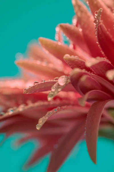 Природа Тематична Картина Чудової Рожевої Гербери Ромашки Водою Падає Неї — стокове фото