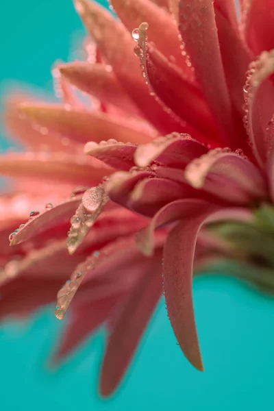 배경에 물방울 빗발치듯 떨어지는 아름다운 분홍빛 데이지 — 스톡 사진