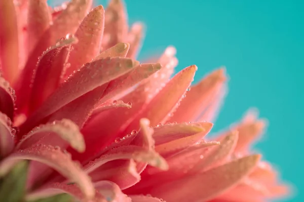 자연물을 주제로 아름다운 분홍빛 데이지의 과푸른 미끄러지듯 떨어지는 물방울 — 스톡 사진
