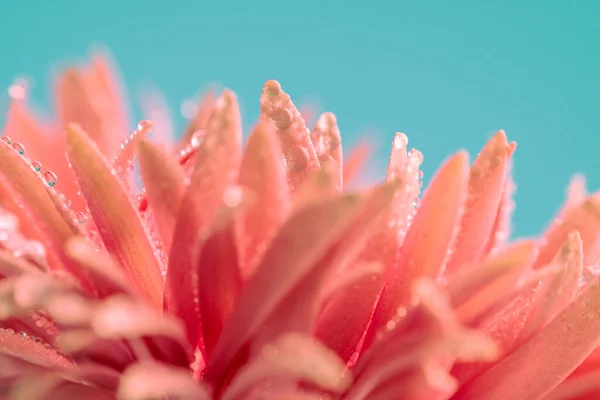 Природа Тематична Картина Красивої Рожевої Гербери Ромашки Водою Падає Неї — стокове фото