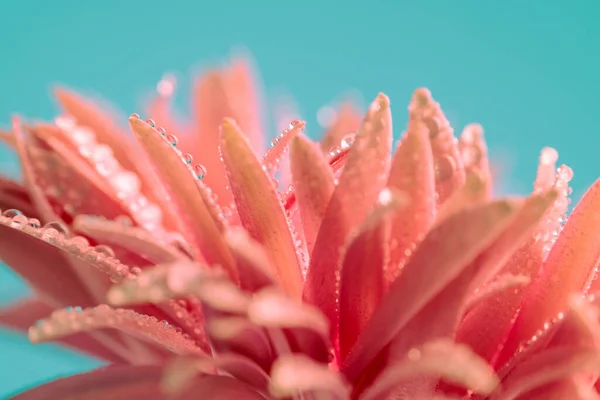 美しいピンクガーベラデイジーブルーを背景にエッセンシャルオイル抽出のための準備 — ストック写真