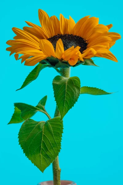 Gelbe Sonnenblume Mit Gesunden Blättern Und Blütenblättern Vor Blauem Hintergrund — Stockfoto