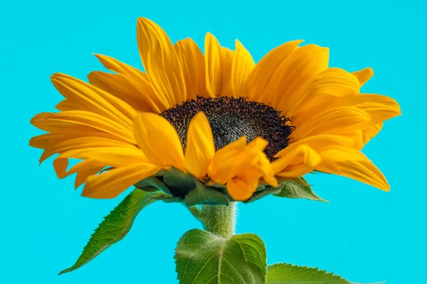 Чудовий Жовтий Соняшник Наповнює Рамку Пелюстками Синьому Фоні — стокове фото