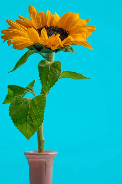 Bild Von Schönen Gelben Sonnenblumen Die Einem Topf Vor Blauem — Stockfoto