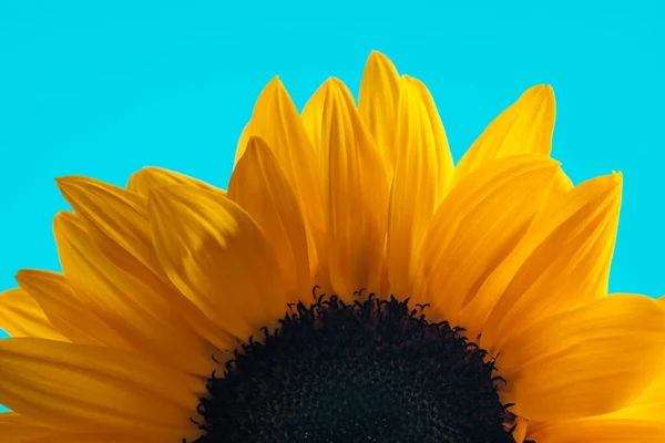 Natura Tematyczne Zdjęcie Piękny Żółty Słonecznik Pełni Kwitnących Płatków Niebieskim — Zdjęcie stockowe