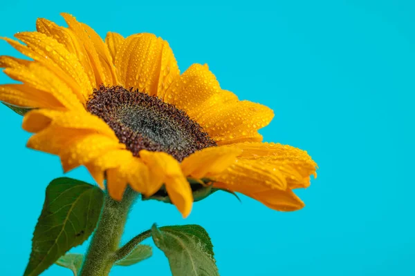 Ładny Żółty Słonecznik Wypełniony Kroplami Wody Niebieskim Tle — Zdjęcie stockowe