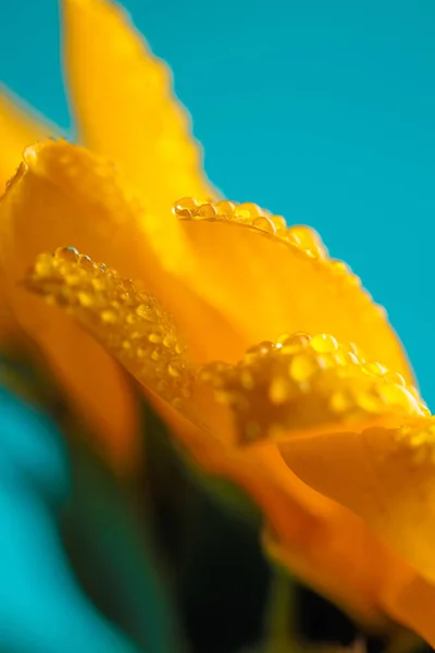 大自然的主题是美丽的黄色向日葵 水滴在蓝色背景的花瓣上 — 图库照片