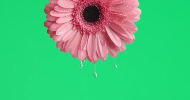 Doğanın güzelliği yeşil arka planda su damlaları olan pembe bir gerbera papatyası gösteriyor.