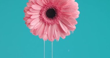 Mavi arka planda baş aşağı asılı güzel pembe bir Gerbera papatyasından gerekli yağ çıkarımı