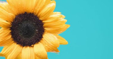 Mavi arka planda baş aşağı asılı duran güzel ayçiçeğinden geriye doğru süzülen su