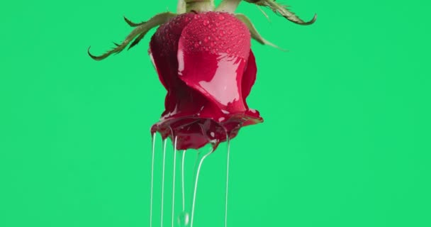 美丽的红玫瑰 在提取精油的中间 倒挂在绿色的背景上 — 图库视频影像