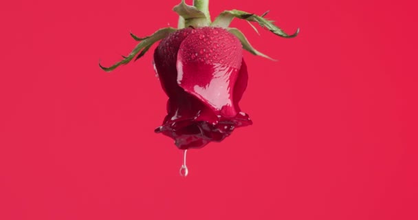 Krásná Červená Růže Proti Červenému Pozadí Visí Vzhůru Nohama Vodou — Stock video