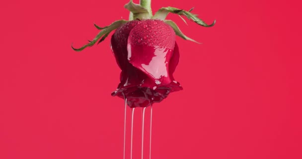 提取挂在红色背景上的美丽红玫瑰的精华 — 图库视频影像