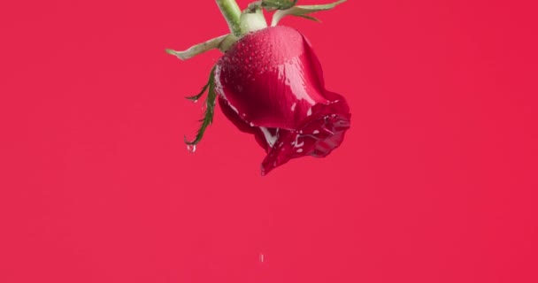 Video Hermosa Rosa Roja Colgando Boca Abajo Llena Gotitas Sobre — Vídeos de Stock