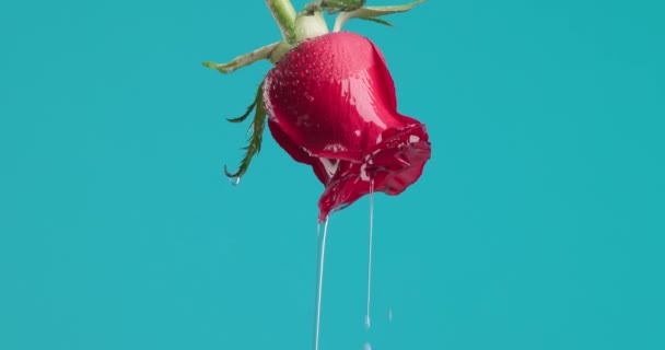 Krásný Rám Vodou Tekoucí Obrácené Červené Růže Proti Modrému Pozadí — Stock video
